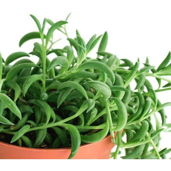Unbranded String of Bananas Succulent Plant Flower Baskets, Senecio Radicans (3-Pack)