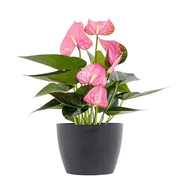 Buy Rose (Pink) - Plant online from Nurserylive at lowest price.