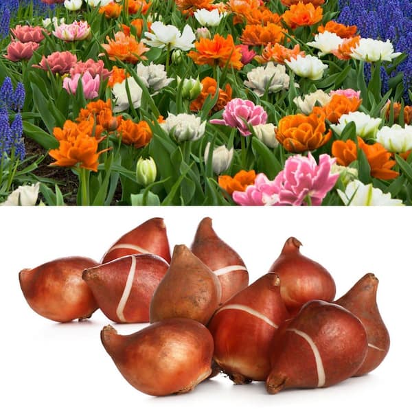 Tulip Double Trouble Mix Bulbs (50-Pack)