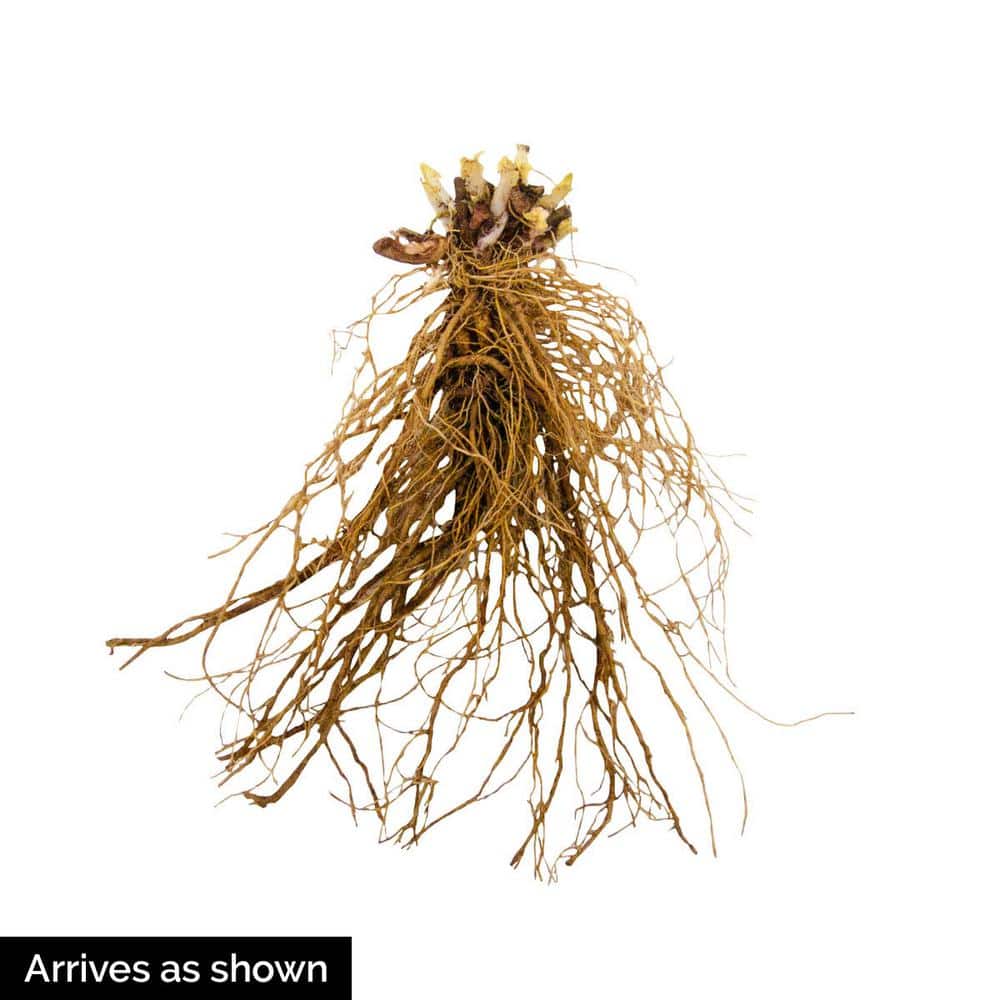 May Night Salvia Dormant Bare Root Perennial Plant Roots (3-Pack)