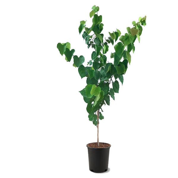 7 Gal. Eastern Redbud Flowering Deciduous Tree with Pink Flowers