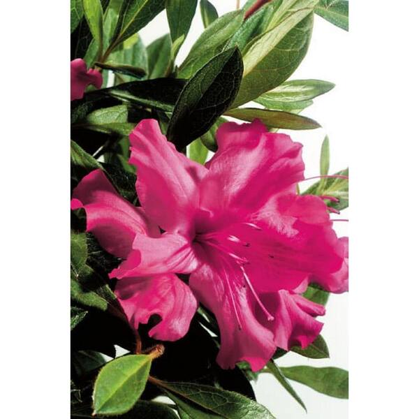 1 Gal. Autumn Sundance Azalea Live Reblooming Shrub with Vibrant Pink Flowers