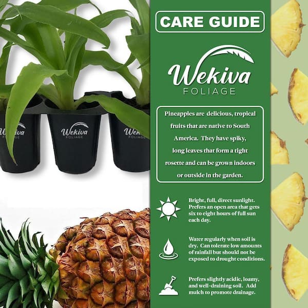 Wekiva Foliage Florida Special Pineapple Plant-1 Live Starter Plant-Ananas  Comosus FloridaSpecialPineapple2x1 - The Home Depot