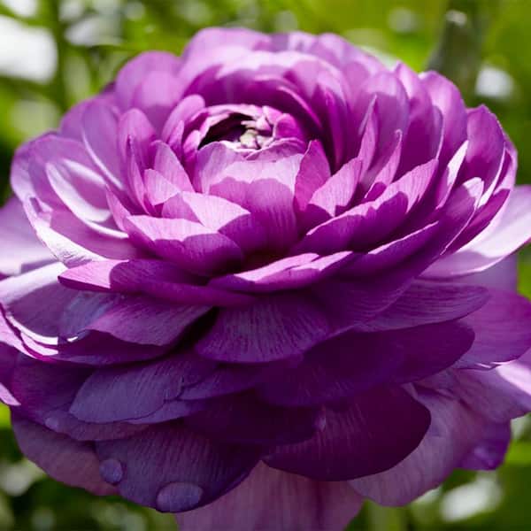 VAN ZYVERDEN Van Zyverden Butter Cups Ranunculus Double Purple 7 Bulbs
