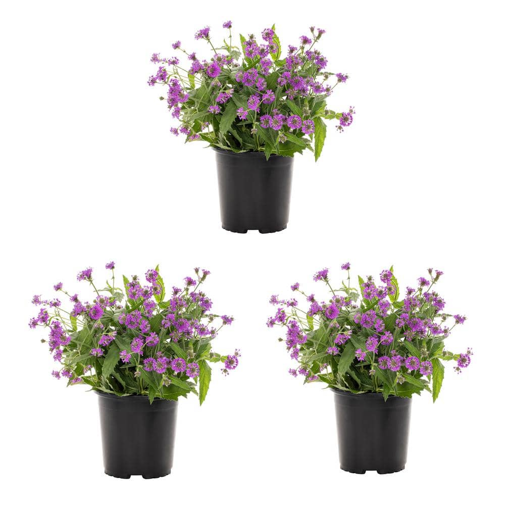 2 Qt. Verbena Bonariensis Perennial Plant (3-Pack) price history on PriceWatchPro