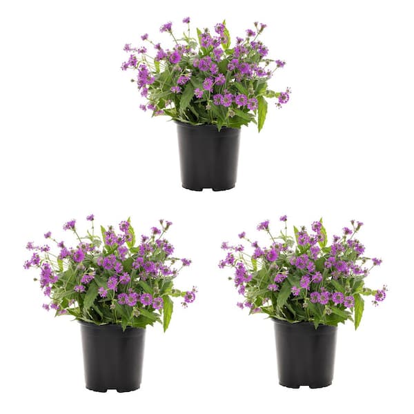 METROLINA GREENHOUSES 2 Qt. Verbena Bonariensis Perennial Plant (3-Pack ...