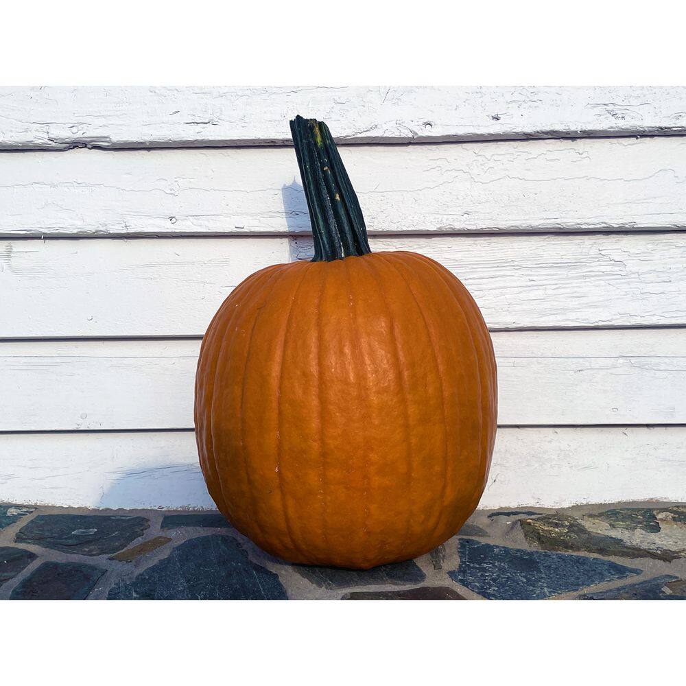 SEXTON CHRISTMAS/CONSIGN Large Carving Pumpkin 768986600170 - The