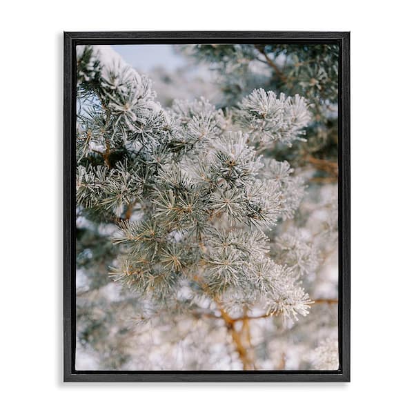 Stupell Industries Frosted Fir Tree Branches by Justine Milton 1-Piece Floater Frame Graphic Print Nature Poster Art Print 31 in. x 25 in.