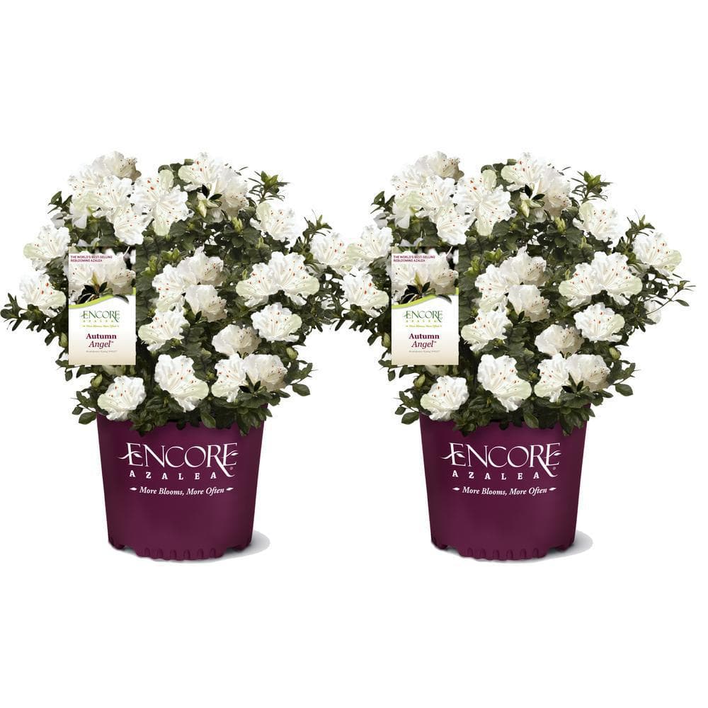 ENCORE AZALEA 1 Gal. Autumn Angel Shrub with White Flowers (2-pack