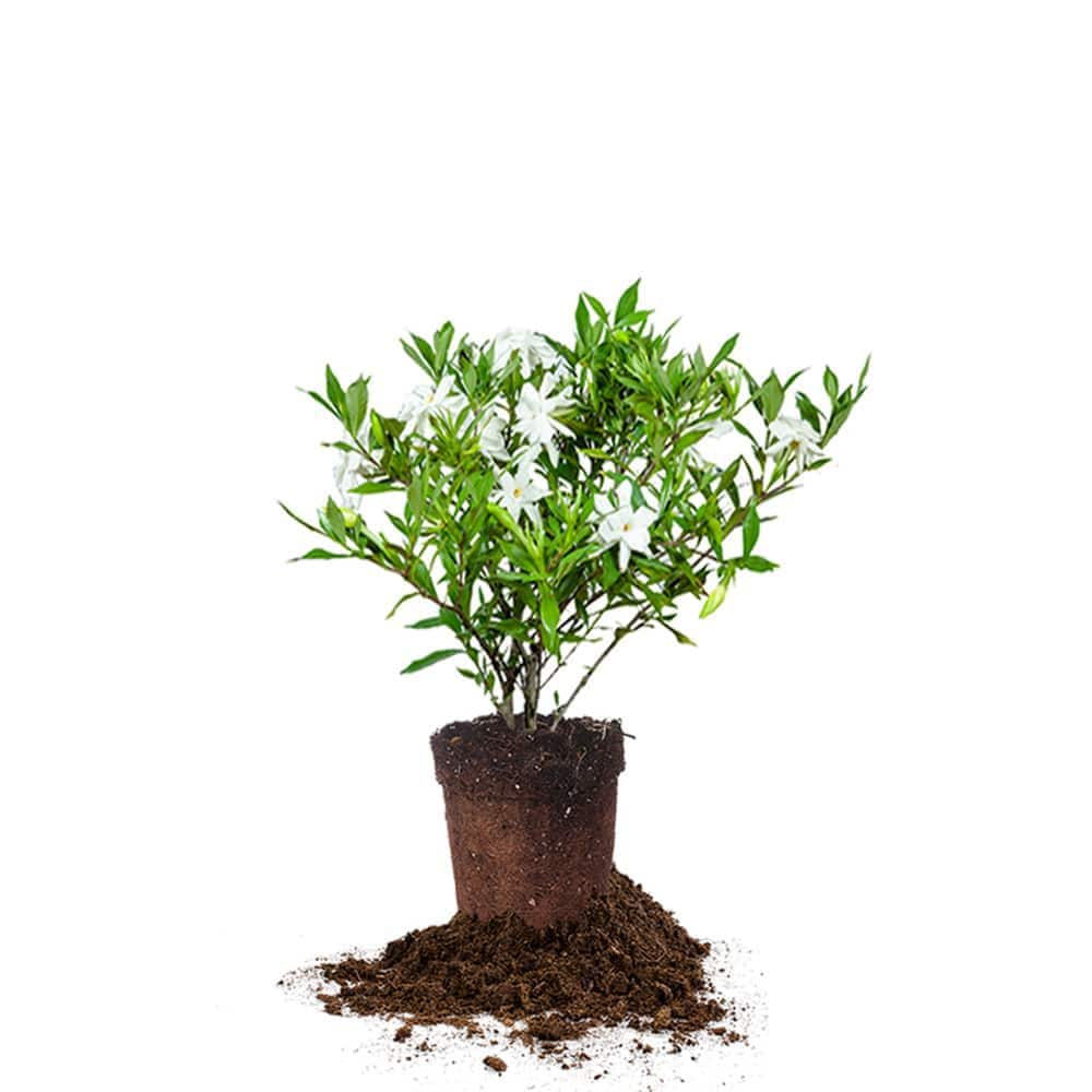 Frostproof Gardenia Plant in 1 gal. Grower's Pot, Fragrant White Flowers price history on PriceWatchPro