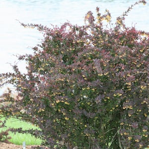 1 Gal. Sunjoy Syrah Barberry (Berberis) Live Shrub, Black-Purple Foliage