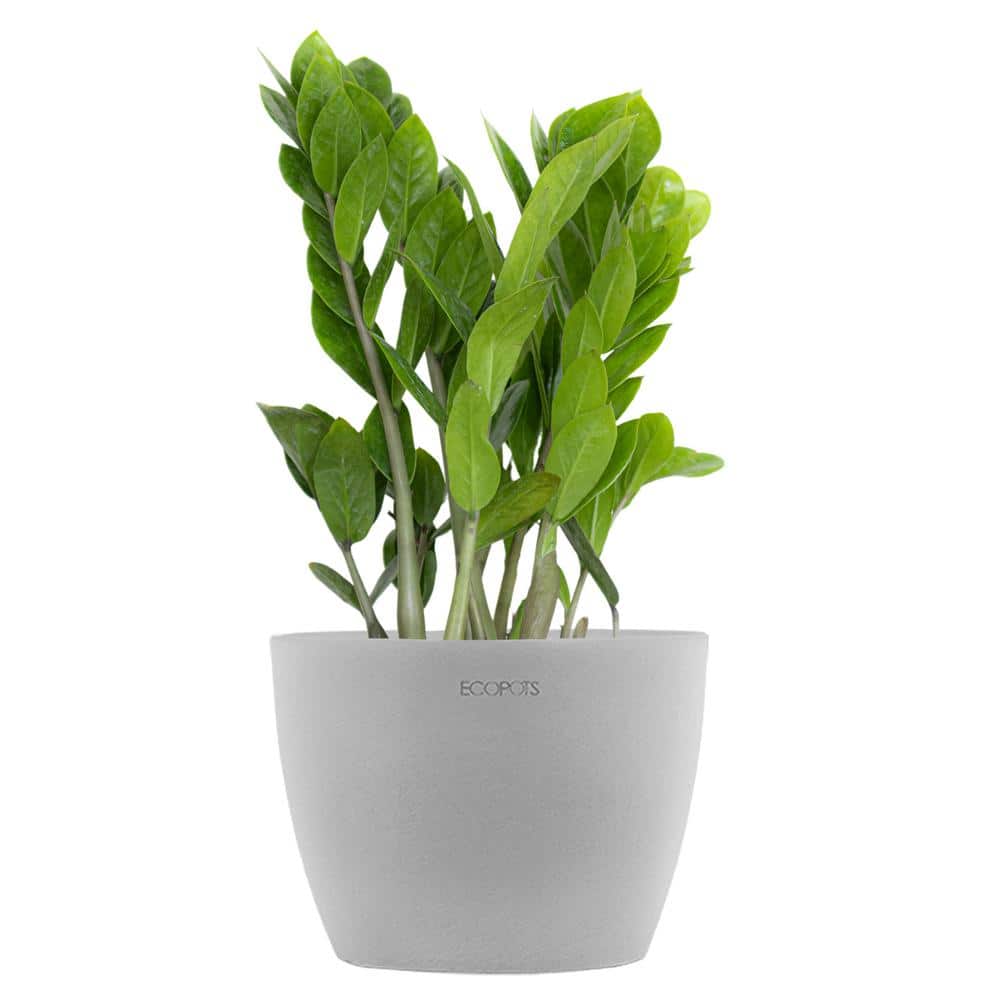 united-nursery-house-plants-