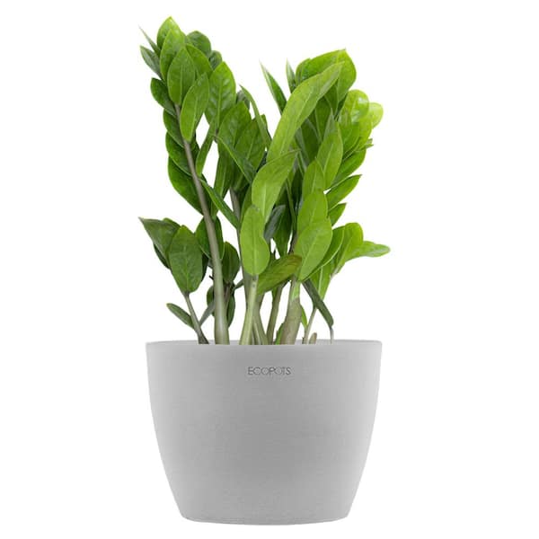 United Nursery ZZ Plant Zamioculcas Zamiifolia Zanzibar Gem in 6 inch Premium Sustainable Ecopots White Grey Pot