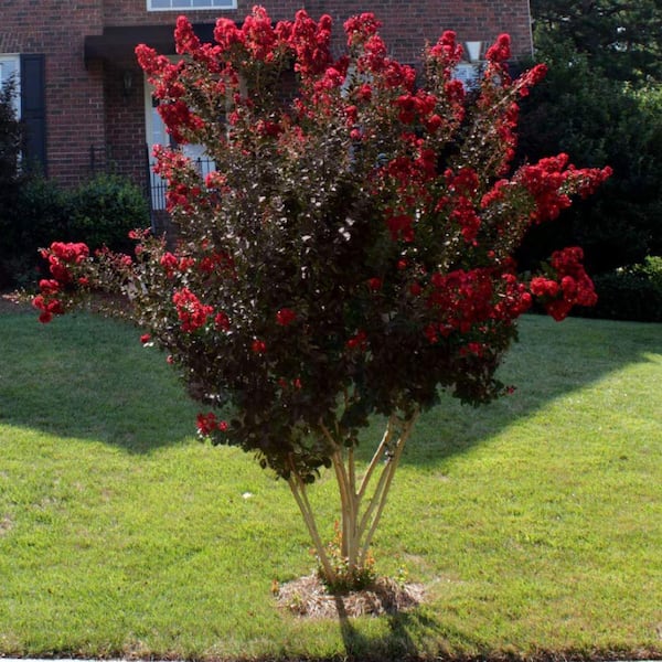 3 Gal. Radiant Red Crape Myrtle Flowering Deciduous Tree with Red Flowers