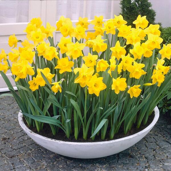  Dutch Master Daffodil 100 Bulbs - 12/14 cm Bulbs : Patio, Lawn  & Garden
