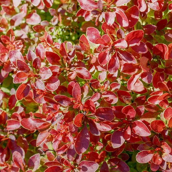 Alder & Oak #3 Container 'Orange Rocket' Barberry Shrub