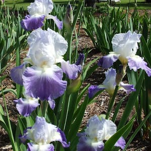 Clarence Reblooming Bearded Iris White and Blue Flowers Live Bareroot Plant