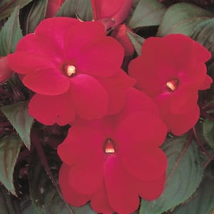 1 Qt. Magenta Impatiens Outdoor Annual Plant with Magenta Flowers