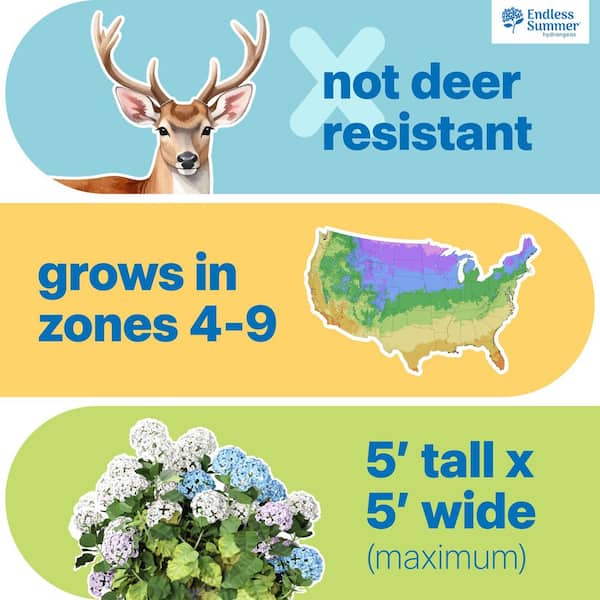 3 Gal. The Original Reblooming Hydrangea Flowering Shrub with Pink or Blue Flowers