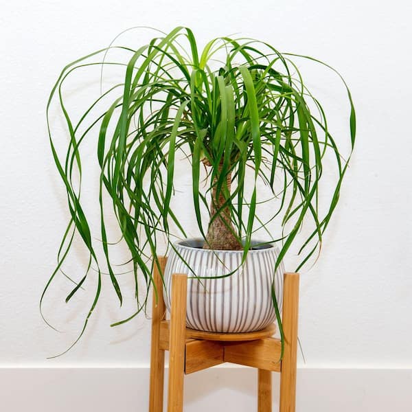 national PLANT NETWORK 4 in. Ponytail Palm Stump Plant in Grower Container