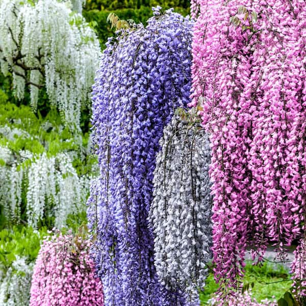 national PLANT NETWORK 1 gal. Tri-Color Wisteria Perennial Plant