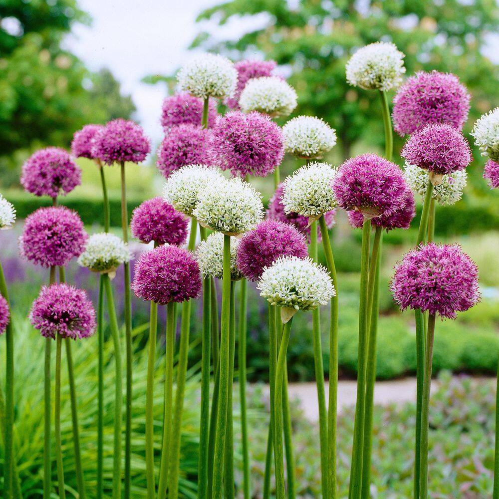 Garden State Bulb 14  16 Cm Allium Wild About Purple Blend Mixed Flower 