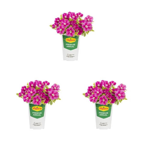 Vigoro 2 qt. Petunia Glamouflage Pink Lemonade Annual Plant (3-Pack)