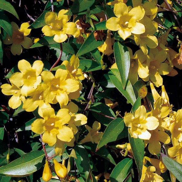 2.5 Qt. Carolina Jessamine Climbing Vine Plant with Yellow Fragrant Blooms