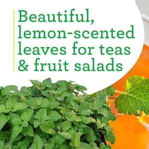 19 oz. Lemon Balm Herb Plant (2-Pack)