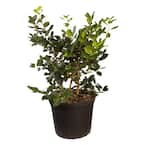 2.5 Gal - Nellie R. Stevens Holly Shrub(Ilex), Live Evergreen Shrub, Glossy Foliage with Bright Berries