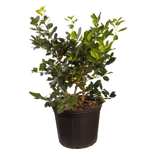 FLOWERWOOD 7 Gal. Nellie R. Stevens Holly Shrub(Ilex), Live Evergreen Shrub, Glossy Foliage with Bright Berries