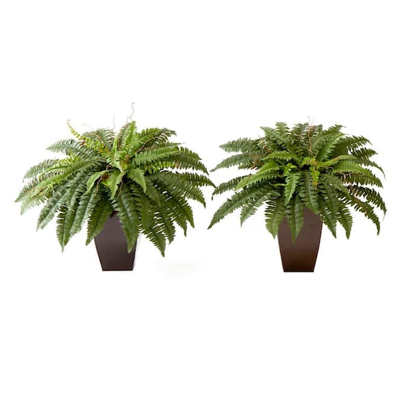 Nearly Natural 23 in. Artificial Green Boston Fern Plant with Tapered Bronze Square Metal Planter DIY KIT (Set of 2)