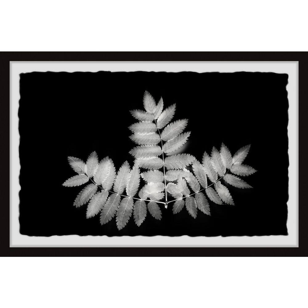 Contrasting Leaves by Marmont Hill Framed Nature Art Print 8 in. x 12 in.