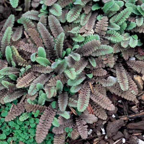 BELL NURSERY 1.02-Pint Leptinella Plant