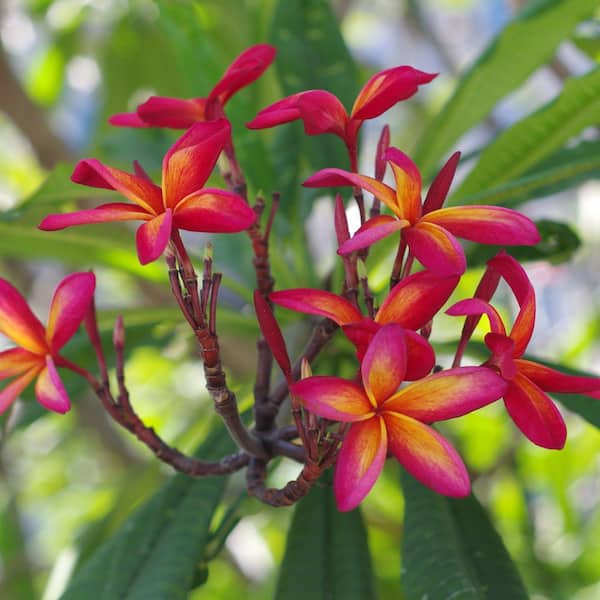1 gal. Plumeria Starfish Plant with Multicolor Flowers