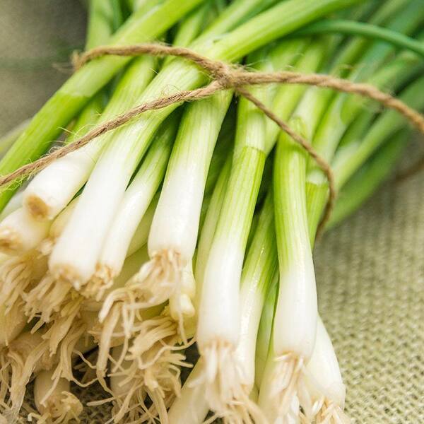 Gurney's Onion Evergreen White Bunching (250 Seed Packet)