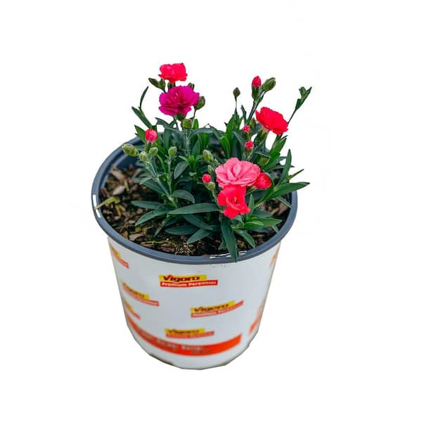 Vigoro 1 Gal. Dianthus Plant in Assorted Colors