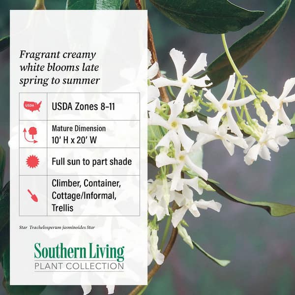 FLOWERWOOD 5 Gal. Confederate Large Leaf Jasmine (Star Jasmine