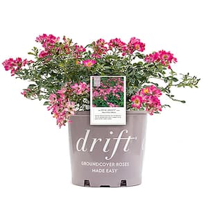 2 Gal. Pink Drift Rose Bush with Pink Flowers