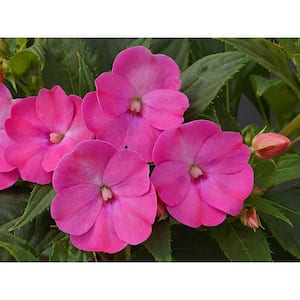 1 Qt. Compact Lilac SunPatiens Impatiens Outdoor Annual Plant with Purple Flowers in 4.7 in. Grower's Pot (4-Plants)