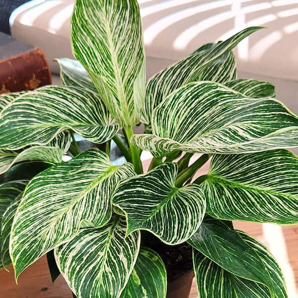heartleaf philodendron hanging Sweetheart Philodendron Hanging Basket - Live Plant in an 8 Inch Hanging Basket - Philodendron Cordatum main image 1