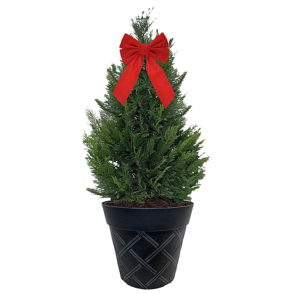 3 Gal. Leyland Cypress Evergreen Shrub with Green Foliage in a Decorative Pot with Bow