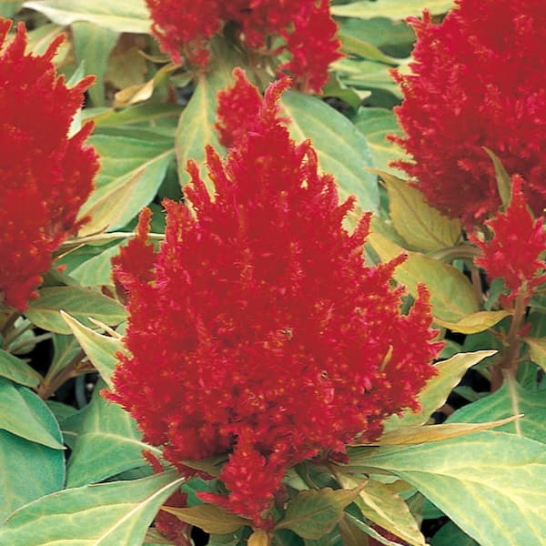 Vigoro 1.71 Pint Intenz Red Cock's Comb Plant