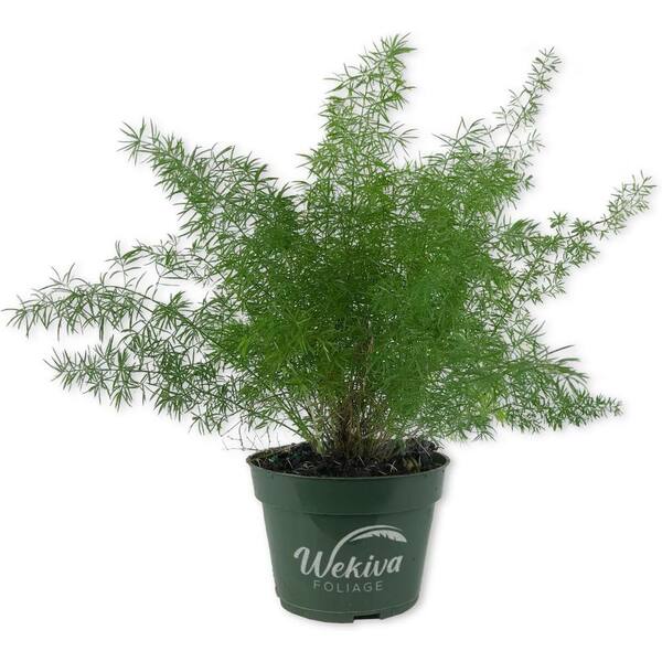Wekiva Foliage Fox Tail Fern Plant-Live Plant in a 4 Inch Pot-Asparagus Densiflorus-Beautiful Indoor Air Purifying Fern Easy Care