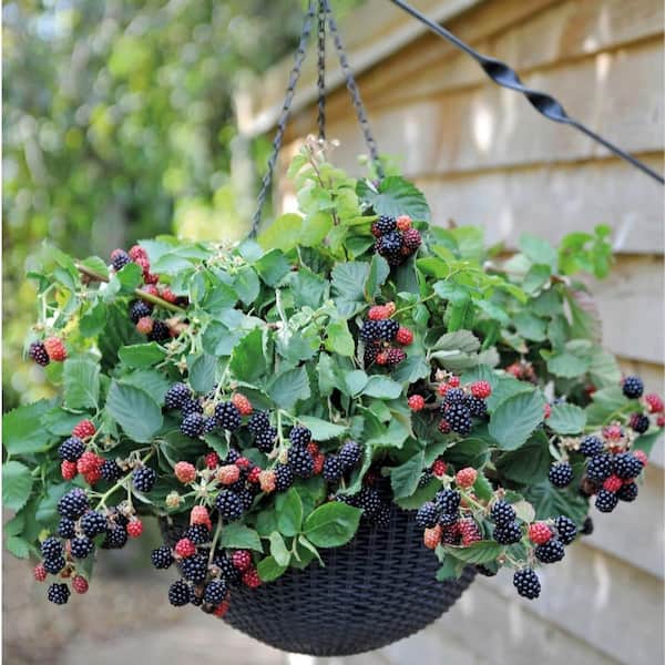 Wekiva Foliage Columbia Star BlackBerry Plant-Live Plant in a 2 in