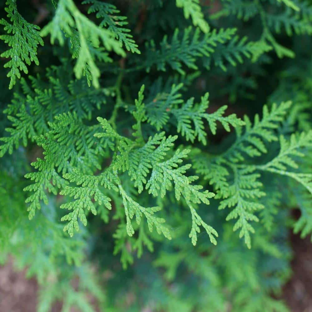 Proven Winners 1 Gal. Sasquatch Dark Green Arborvitae (Thuja