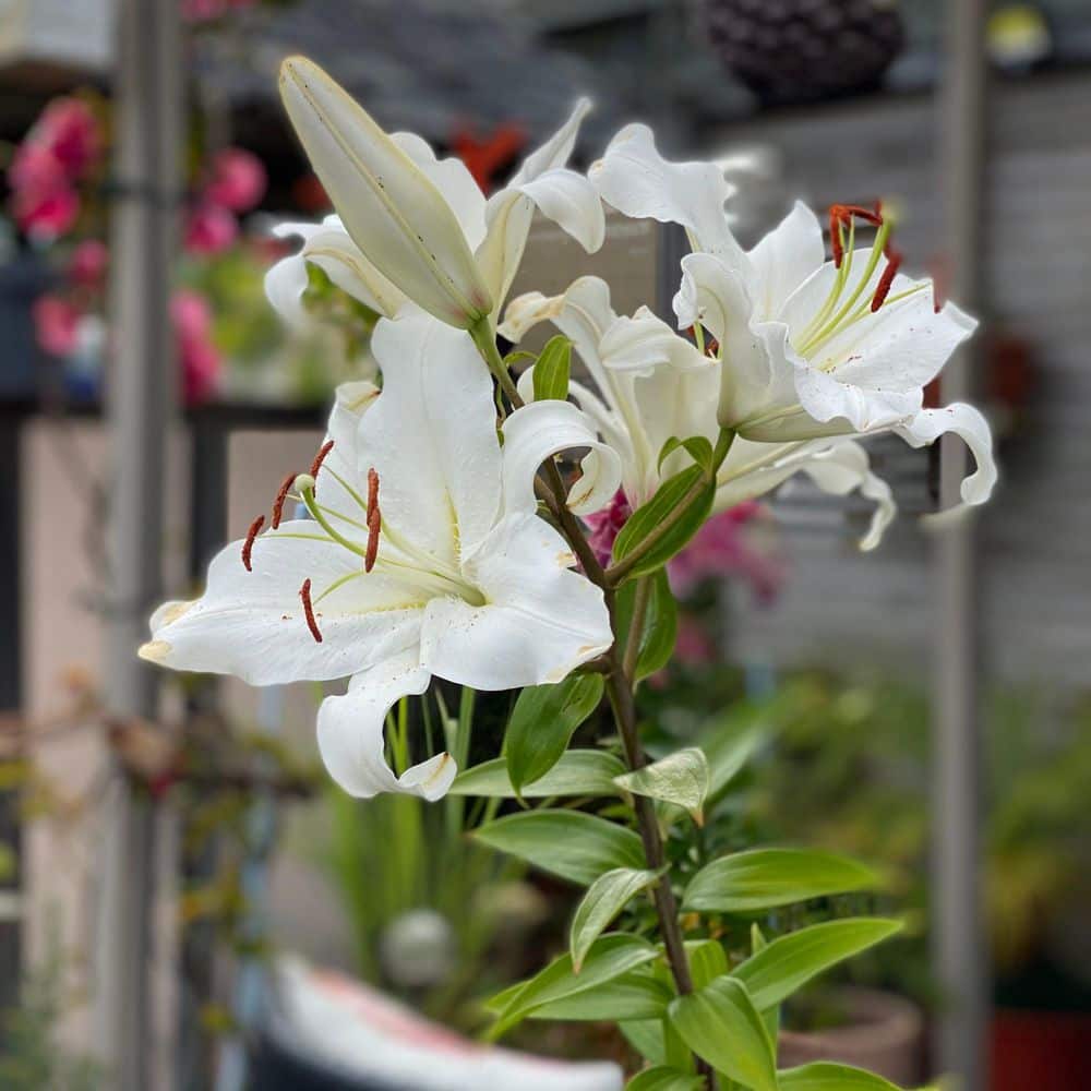 national PLANT NETWORK Lily Casa Blanca Bulbs (5-Pack) HD3432