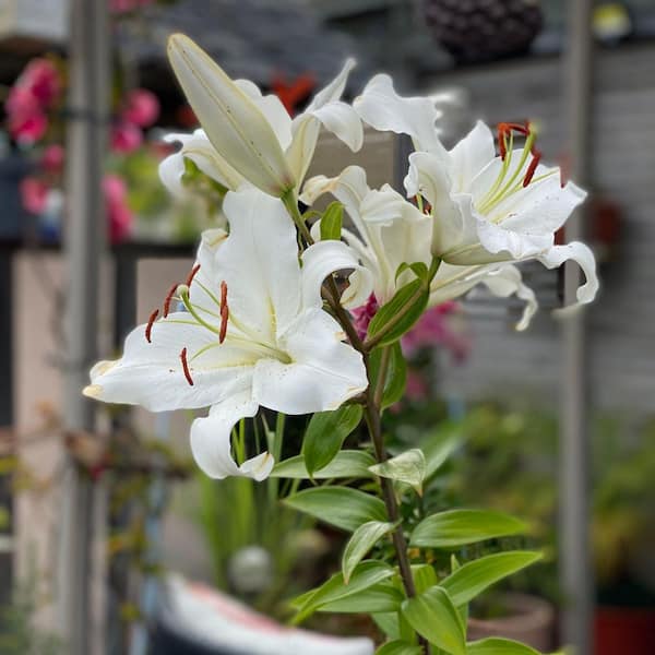 national PLANT NETWORK Lily Casa Blanca Bulbs (5-Pack) HD3432