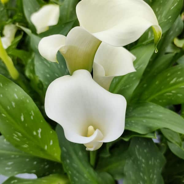 national PLANT NETWORK Calla Lily White Flirt Bulbs (6-Pack