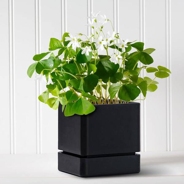 Black Plastic Indoor/Outdoor Planter with Saucer (4.5 in. W x 4.5
